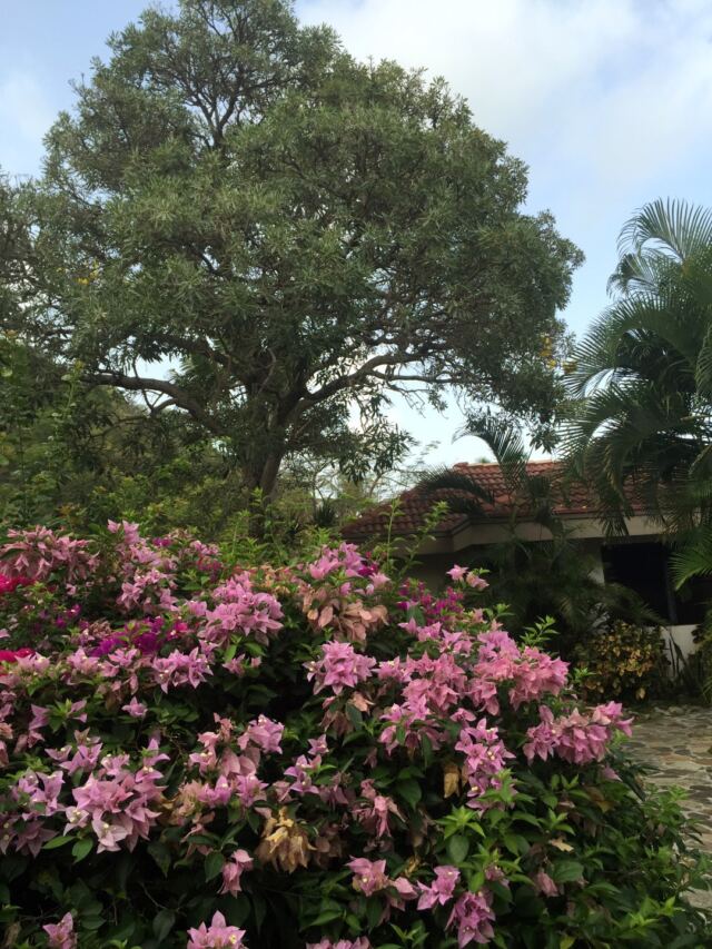 Villa flowers