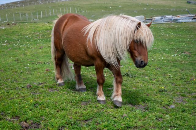 The Shetland Pony Experience 09