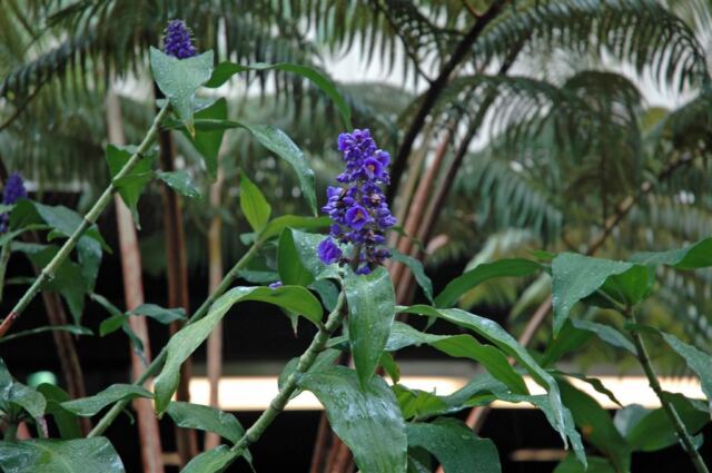 Airport flowers