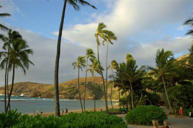 Hanauma Palms