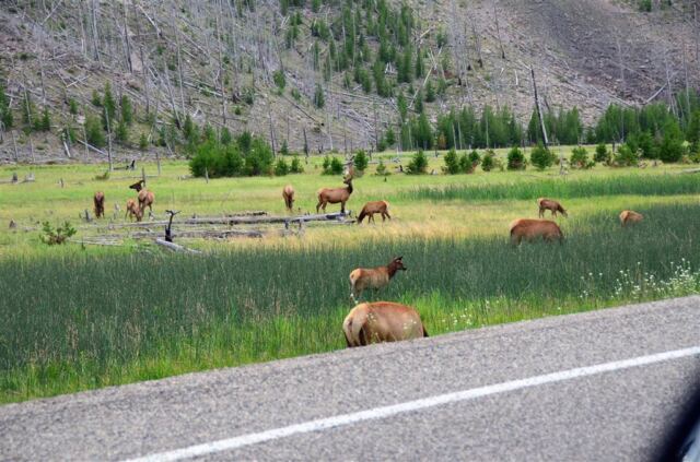 Elk Meadow - on the way to West Yellowstone (1)