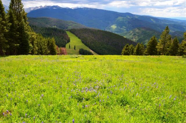 Ridge Route wildflowers (9)
