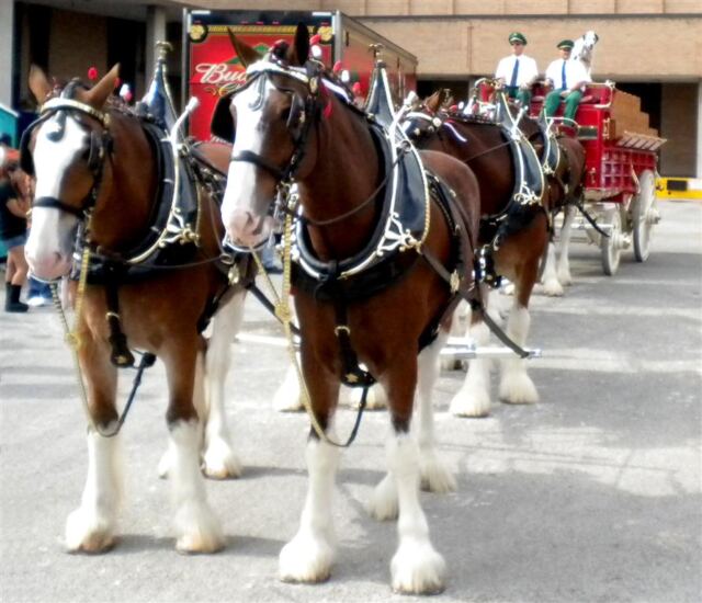 Clydesdales - all dressed up and ready to go