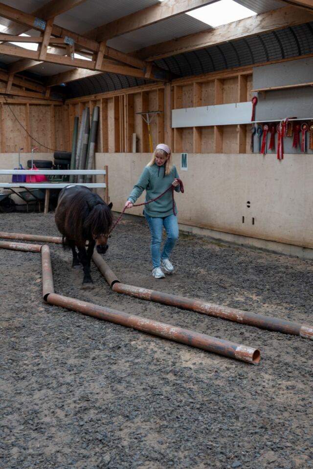 The Shetland Pony Experience 59