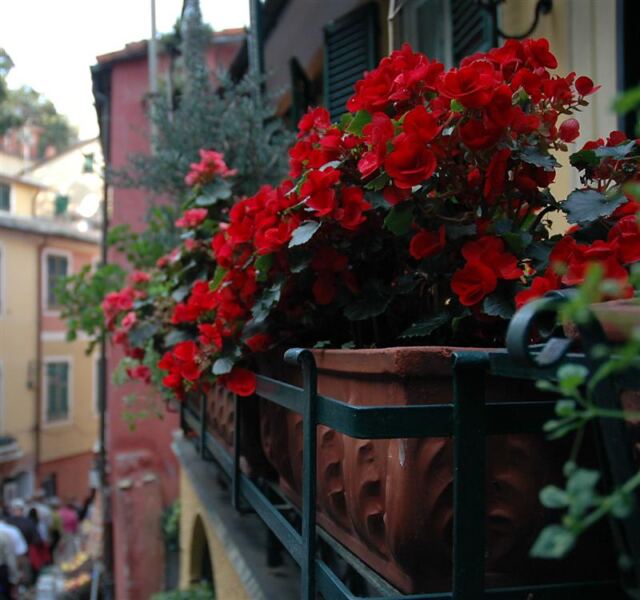 Red flowers in Portofino