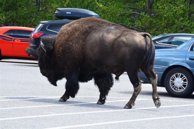 Parking lot bison (2)