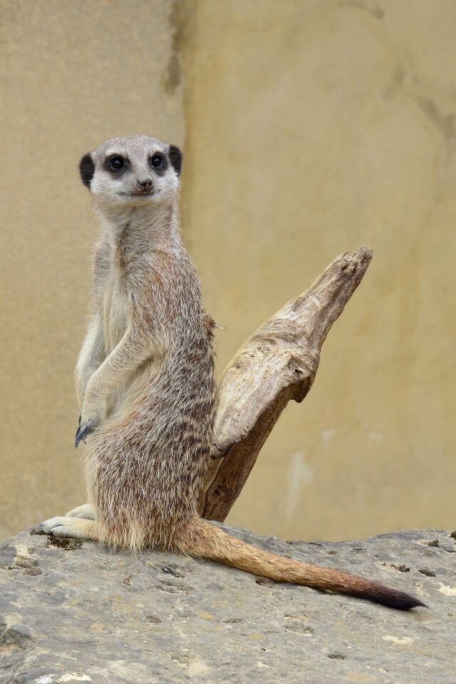 Cotswold Wildlife Park - meerkats (4)