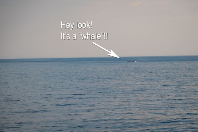 There be whales here (not)