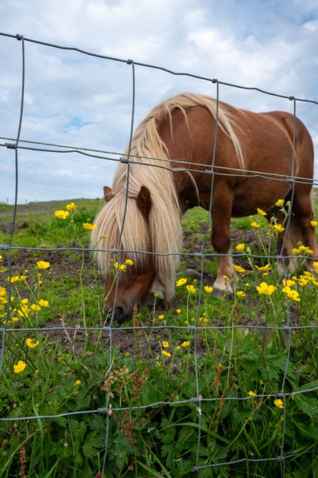 The Shetland Pony Experience 18