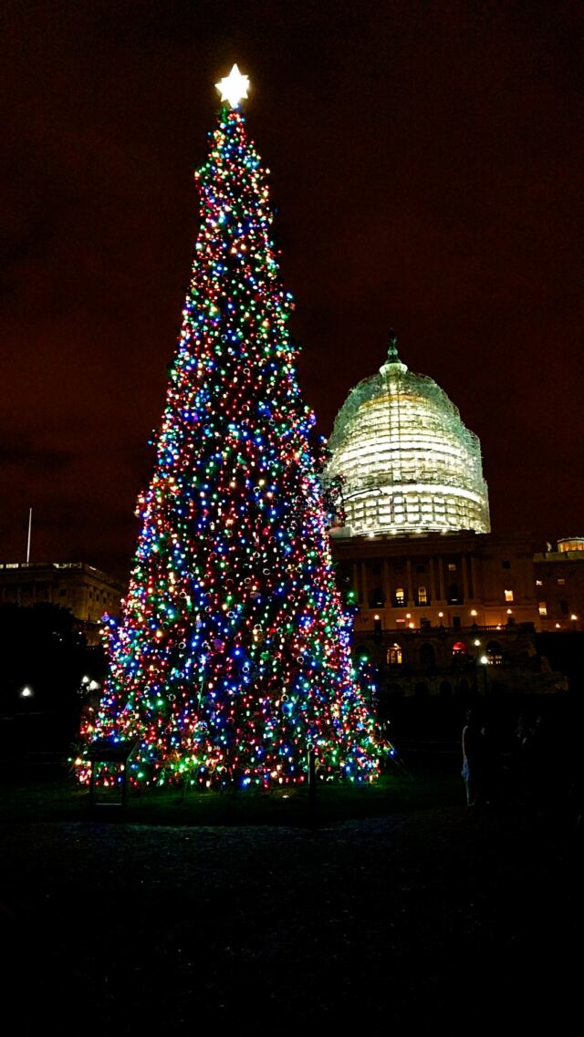 Capitol-Christmas-Tree-1-
