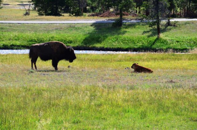 Yellowstone bison in a roadside rest stop (10)