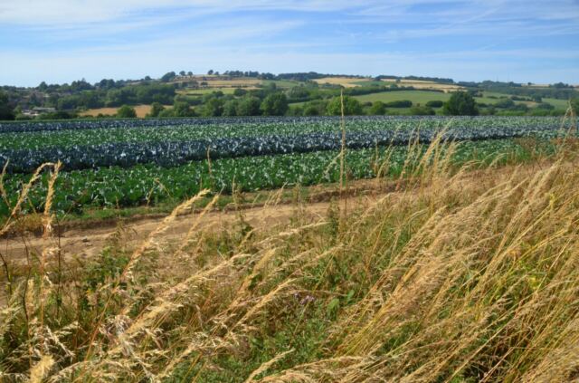 Colorful fields