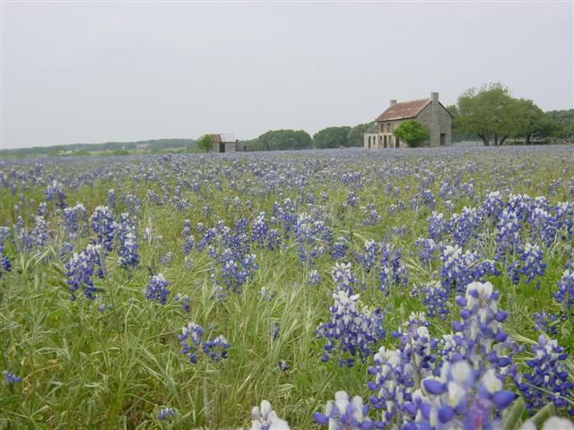 bluebonnets-as-far-as-the-eye-can-see