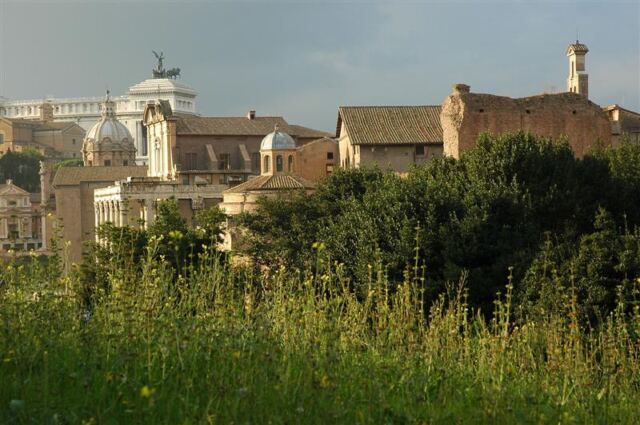 Forum through the flowers (1)