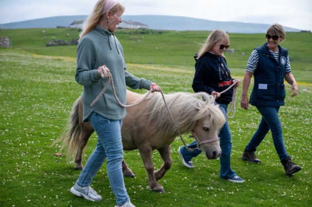 The Shetland Pony Experience 67