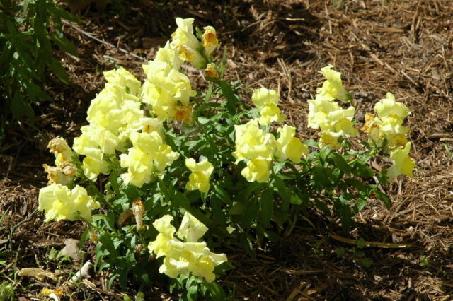 Spring flowers 2