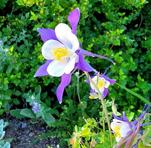Mountain Columbine 1