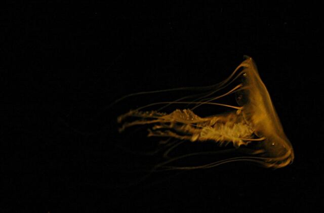 Jellyfish (3)