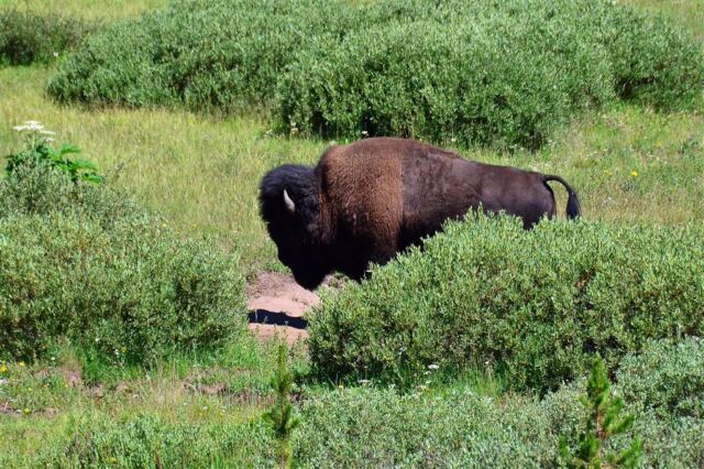 Bison in the bush