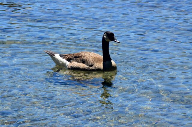Goose Feeding - Fallen Leaf Lake 04