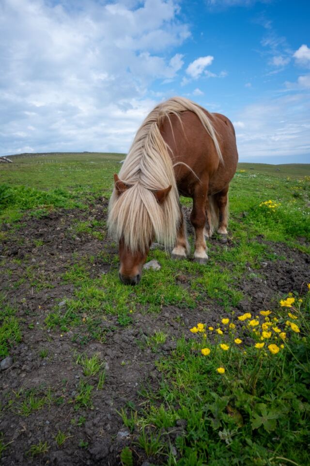The Shetland Pony Experience 17