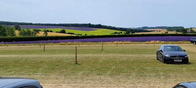 Cotswold Lavender - production fields (3)