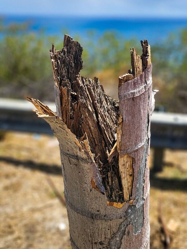Broken palm trunk