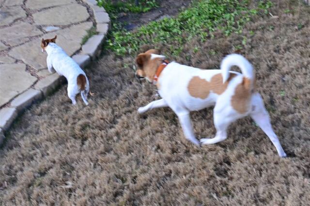 pippa-really-wants-to-play-with-kate