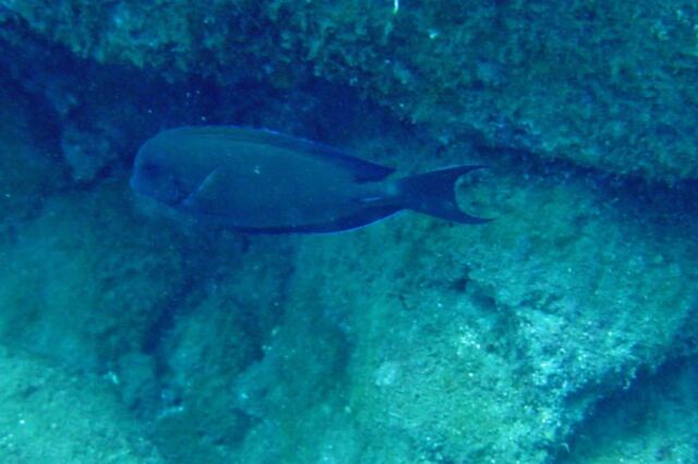 Napali diving -  fish