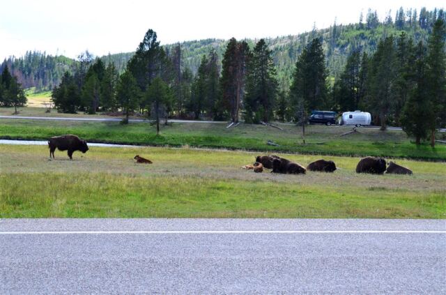 Yellowstone bison in a roadside rest stop (7)