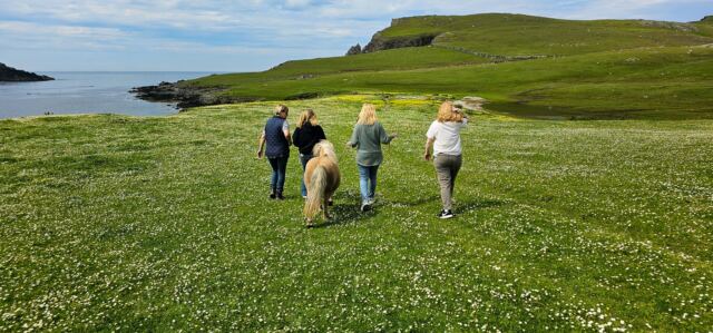 The Shetland Pony Experience 70