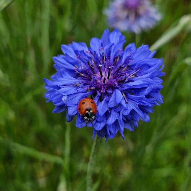 Ladybug 3