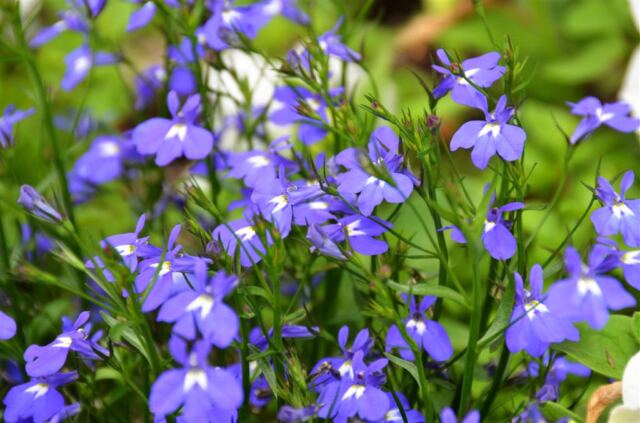 Colorful Vail flowers (2)