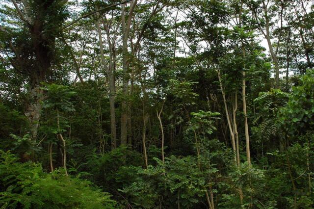 Rainforest (1)