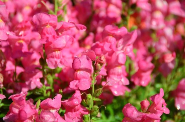 Rustic Inn - flowers (7)