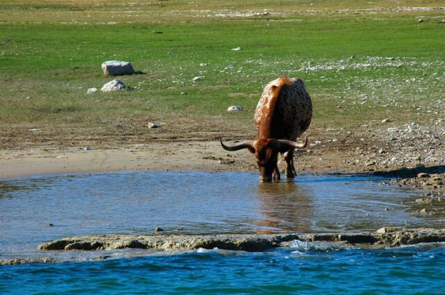 longhorn-reflections-1-