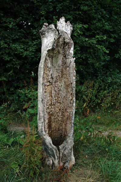 Gnarled tree trunk