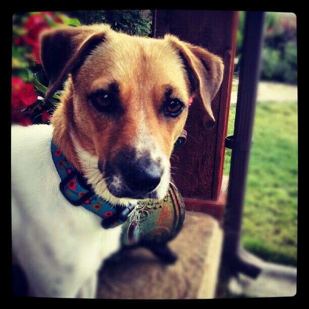 pipstagram-1