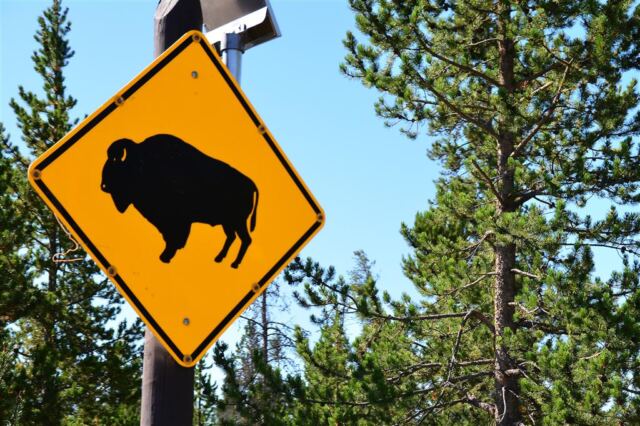 Blinking Bison sign
