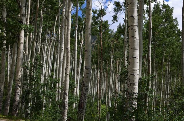 Aspen trees (1)