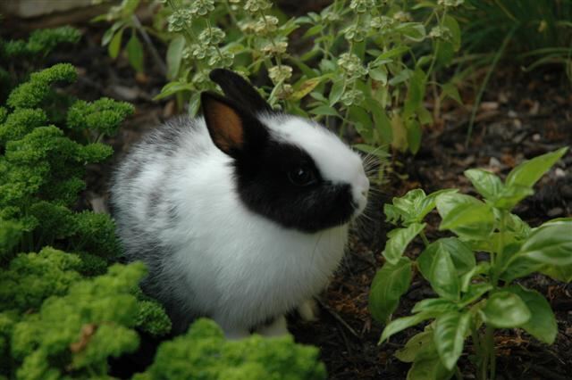 oreo-in-the-garden-6-
