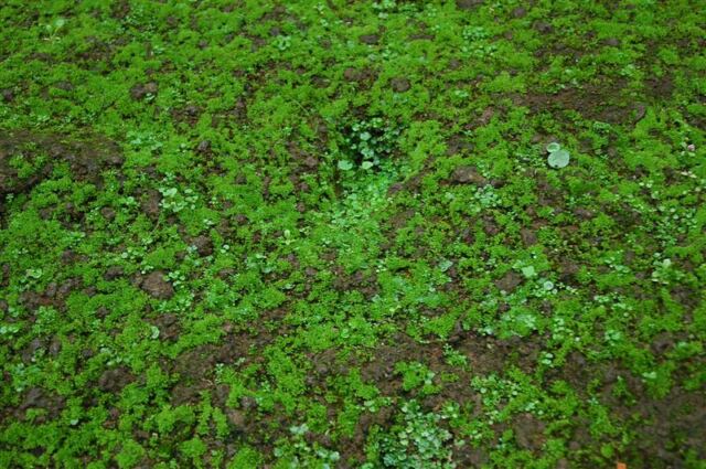 Lichen (2)