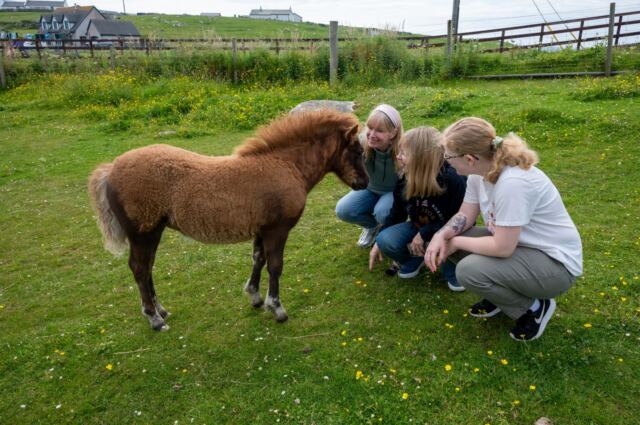 The Shetland Pony Experience 48