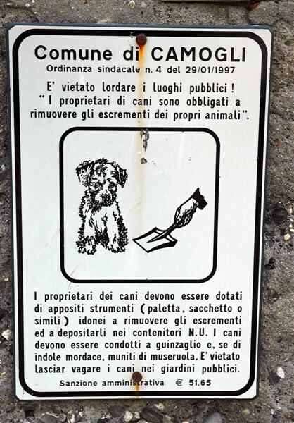 The dog looks confused