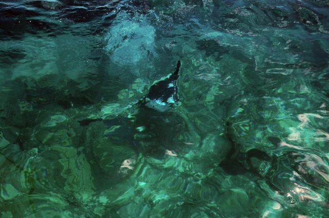 Diving Andrew (5)