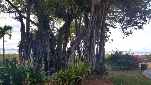Banyan tree 1