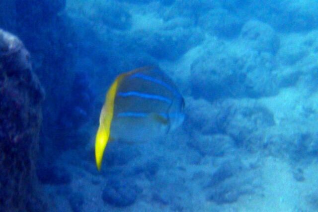 Snorkeling - fish (7)