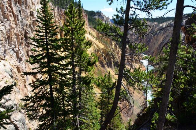 Grand Canyon through the trees