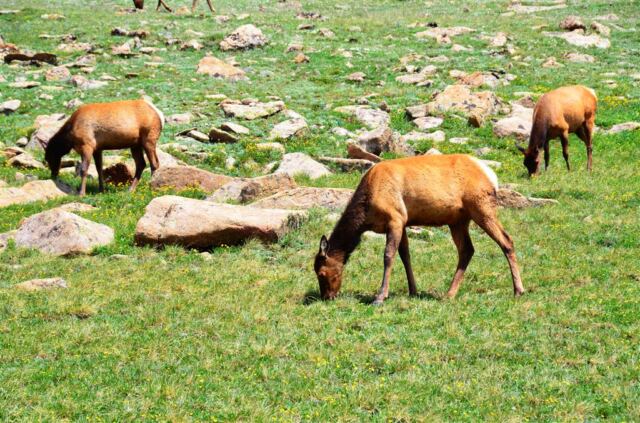 Elk cows (8)
