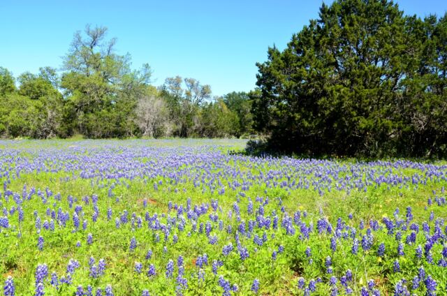 Willow Loop bluebonnet field 6